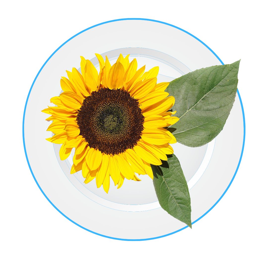 Sunflower Oil